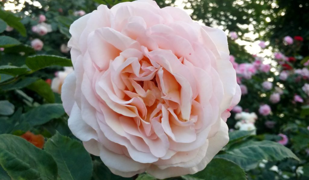 blühende rosa Rose in Bulgarien