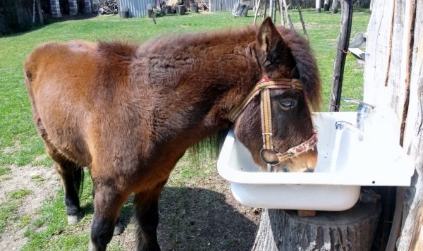 ein Pony trinkt