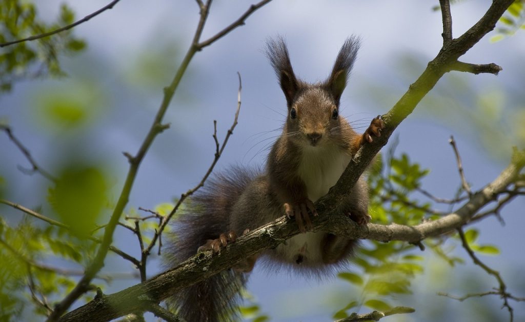 Eichhörnchen im Baum_Reisen