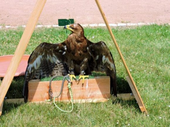 Greifvogel auf Mittelalter-Festival