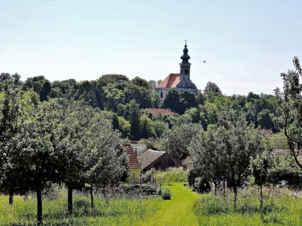 grüne Weinviertler Landschaft mit Kirche