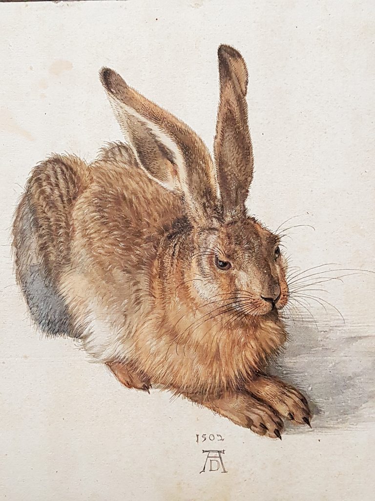 Feldhase, Bild von Albrecht Dürer