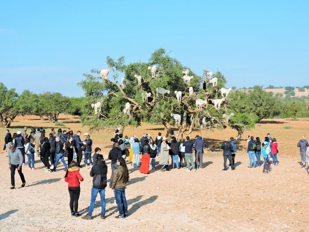 Ziegen klettern auf Arganbäume in Marokko