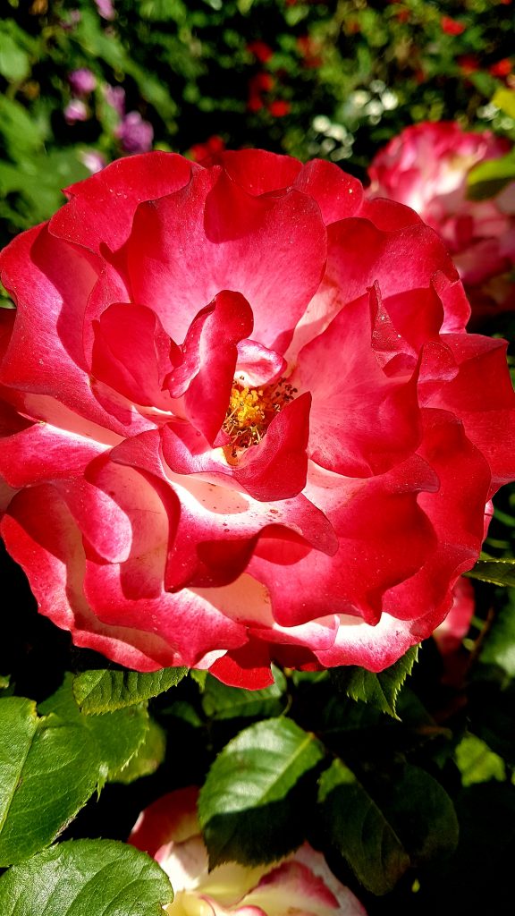 rot blühende Garten-Rose