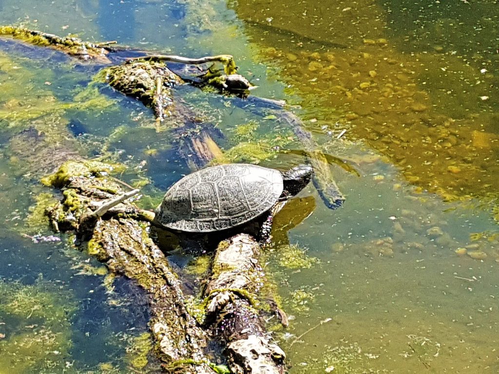 Wasserschildkröte im Teich