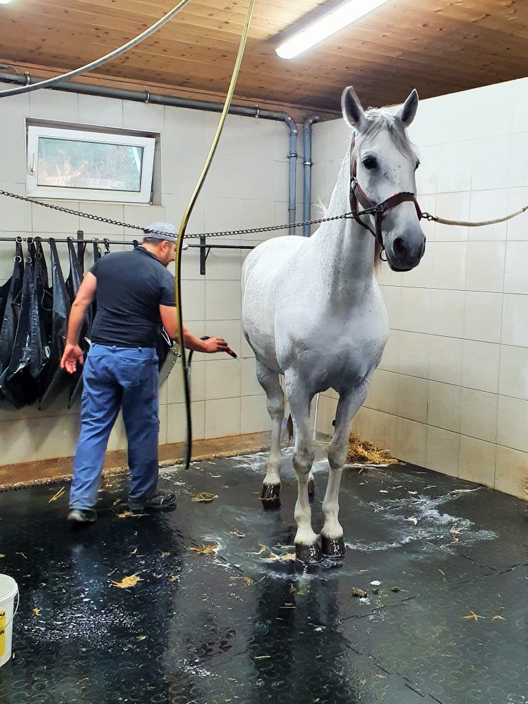 Pferd beim Duschen