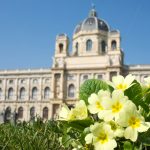 Kunsthistorisches Museum im Hintergrund, davor Frühlings-Blumen