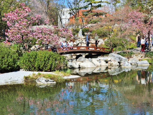Brücke am Teich im Setagaya Park mit Blütenzauber