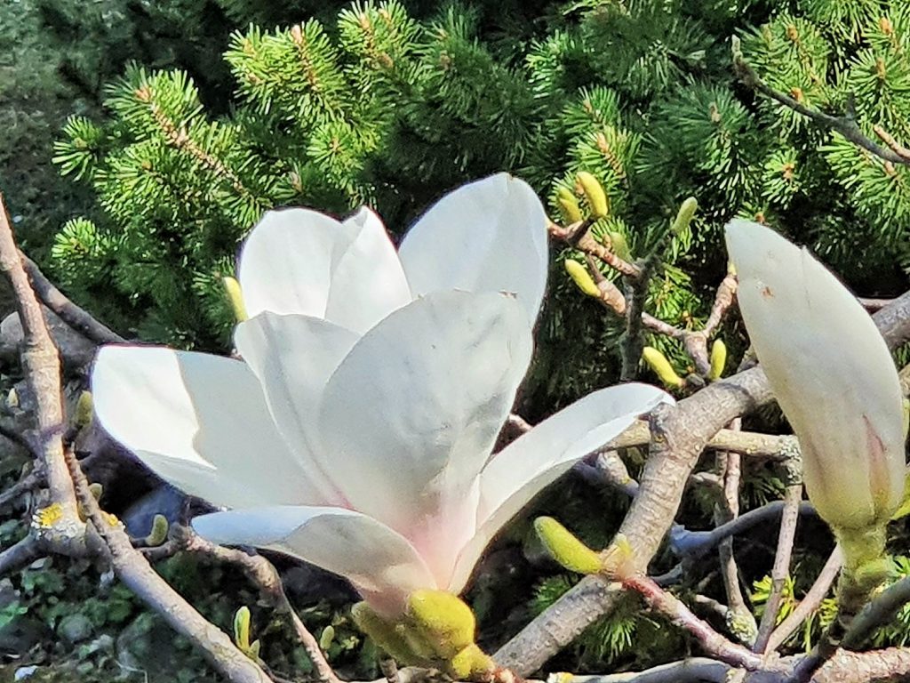 weiße Magnolienblüte