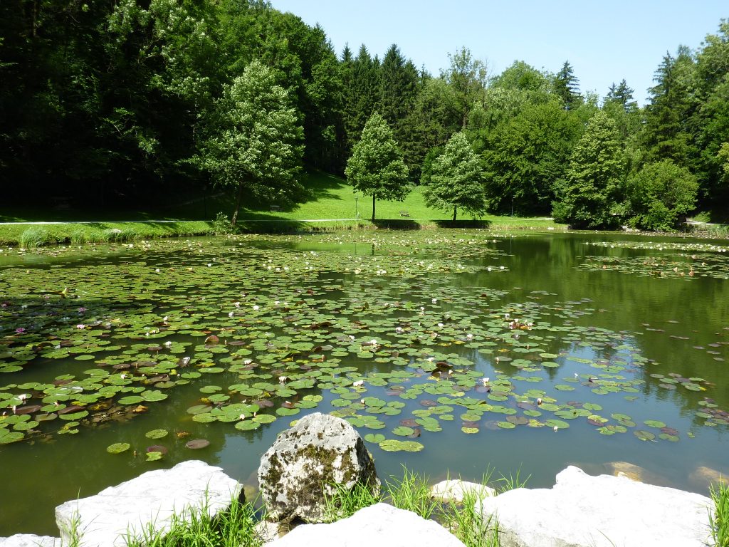 Egelsee, idyllischer See mit Seerosen in grün bwaldeter Landschaft