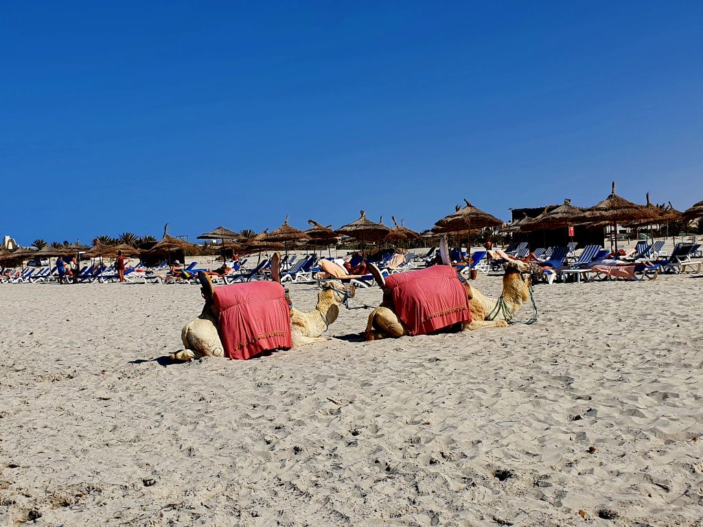 zwei Kamele am Strand liegend, Djerba Island