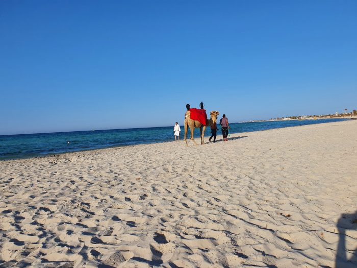 Kamele am Strand von Djerba Island