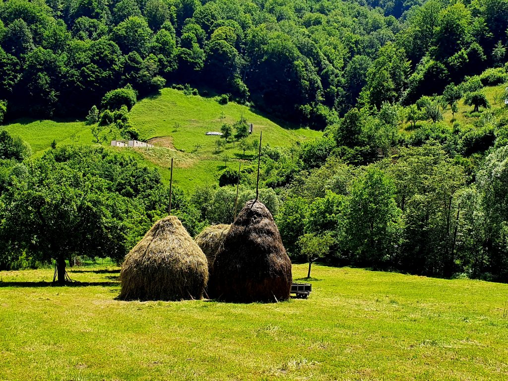 Heumandln auf Wiese, Ökotourismus in Transsilvanien Rumänien