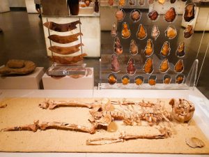 antikes Skelett im Museum ausgestellt