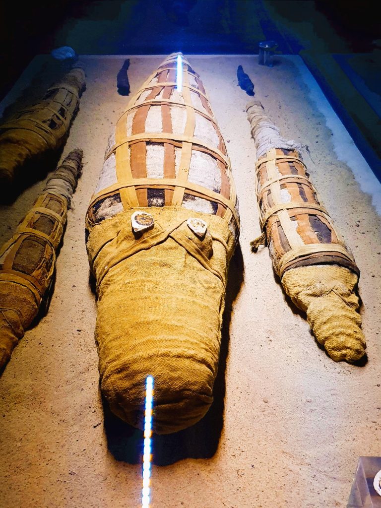 mumifizierte Krokodile in Museum