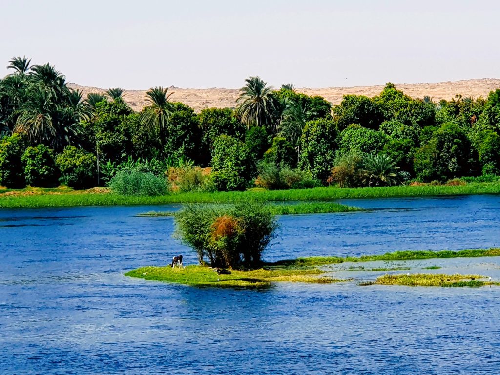 kleine grüne Flussinsel und grüne Flussufer mit Palmen
