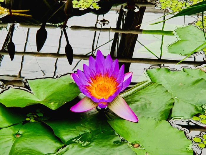 lila Seerose im Wasser