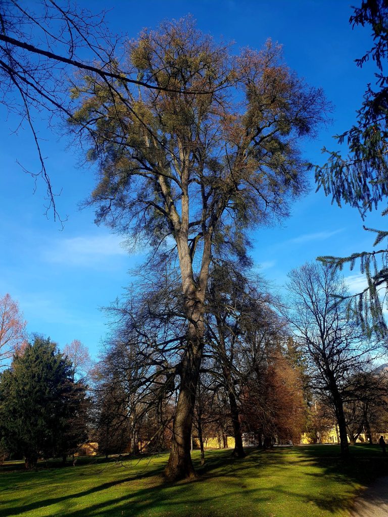hoher alter Baum im Schlosspark Hellbrunn