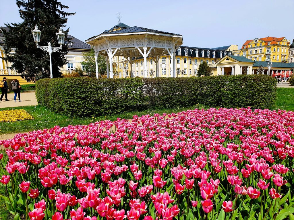 großes rotes Tulpenbeet mit einem historischen hübschen Gebäude