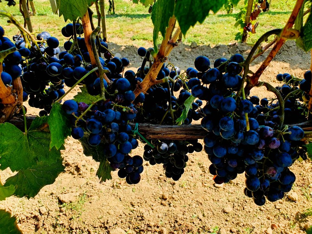 Weinstock mit blauen Weintrauben Reben