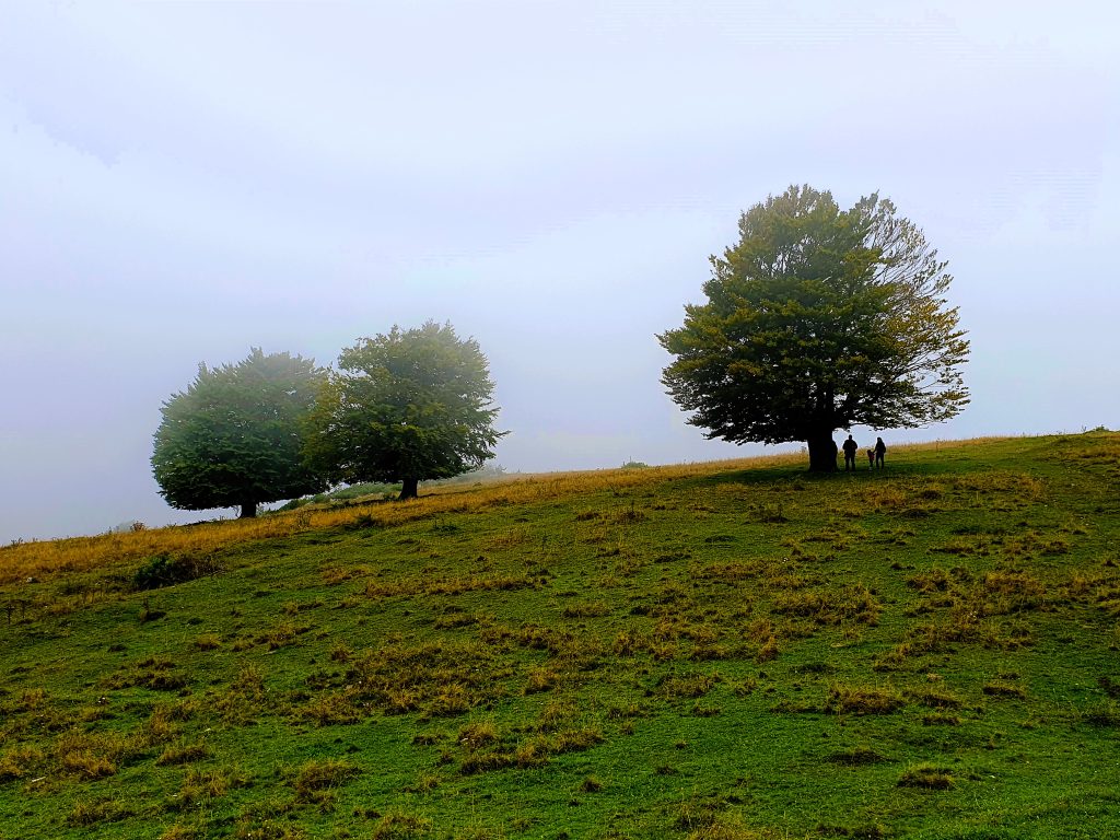 drei Laubbäume auf einem Bergrücken im Nebel