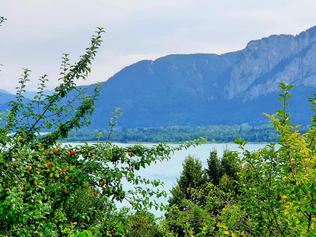 Ausblick über Bäume auf den Mondsee mit Berg