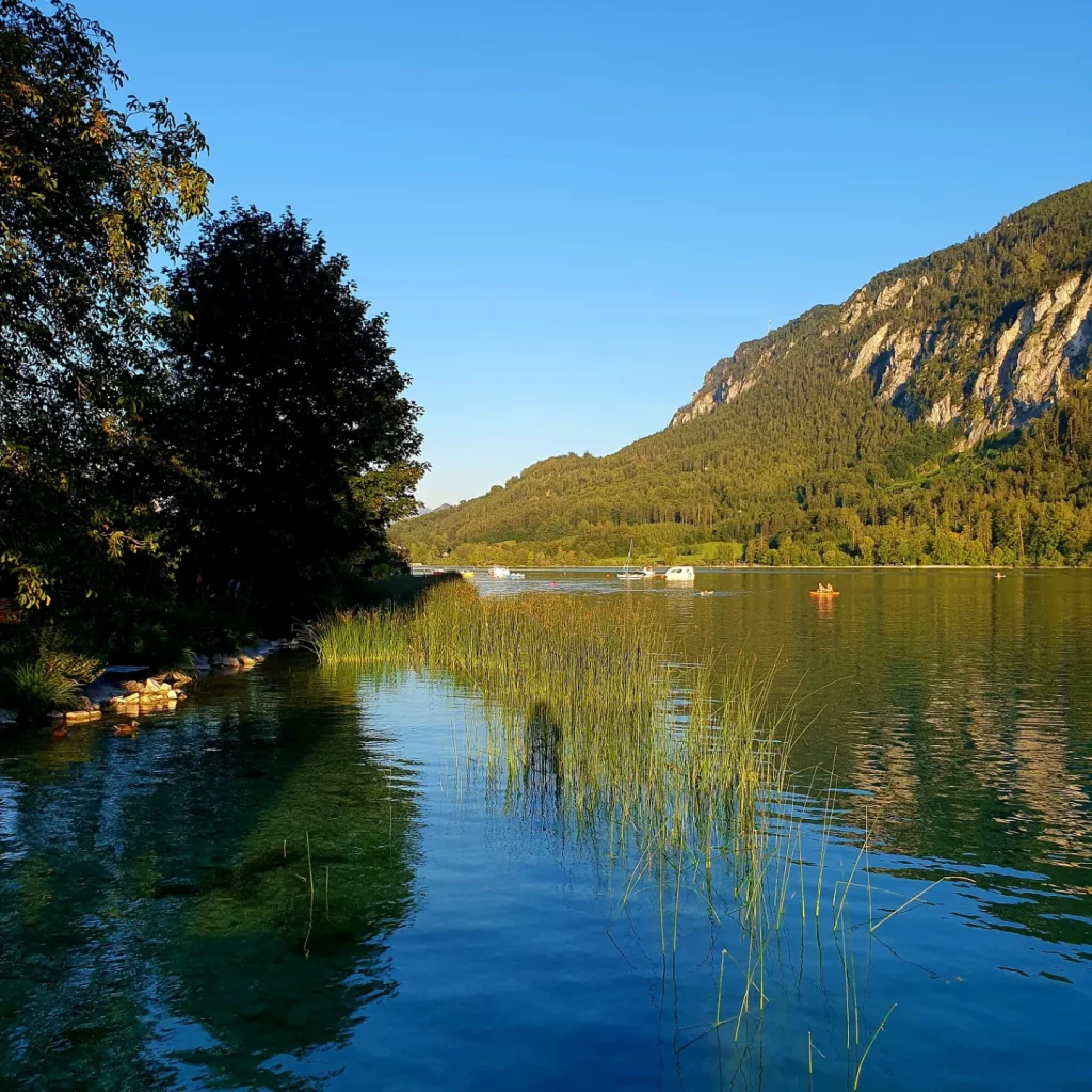 Abendlicht am See mit grünem Ufer