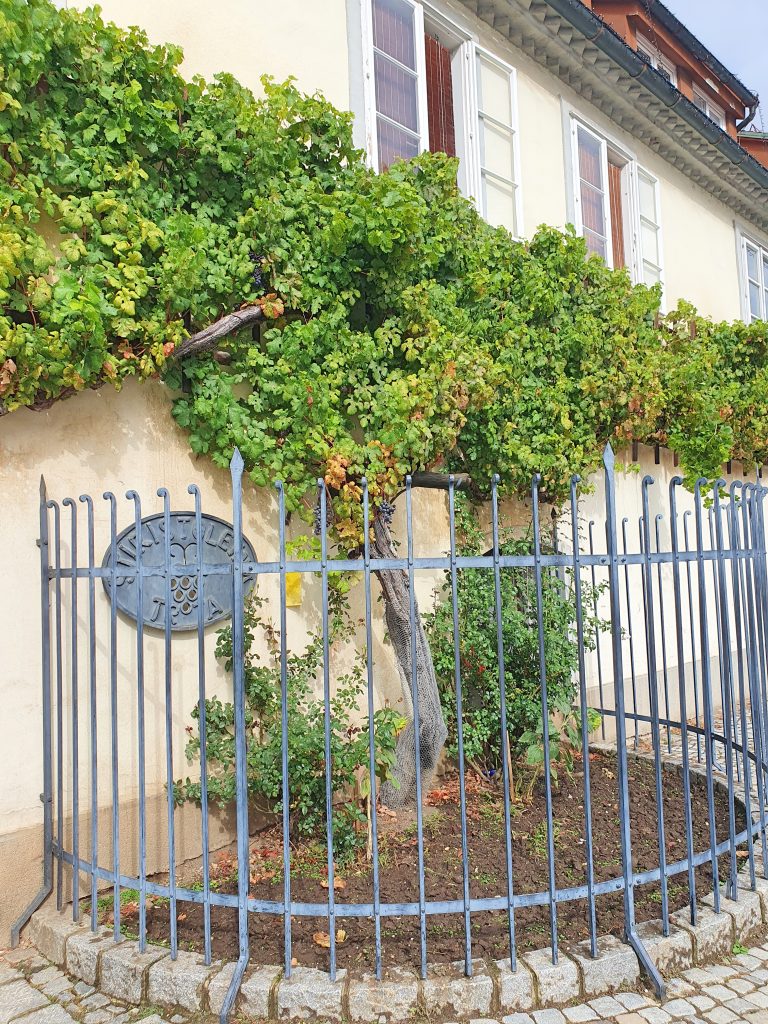 alte Weinrebe an einer Haus-Fassade, Maribor Sehenswürdigkeiten